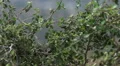 super slow motion butterly takeoff and land Video HD