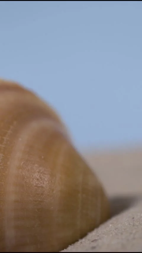 Super Slow Motion Calm Shell Emerging Slowly Through Golden Sand Textures Stock Footage 335109181