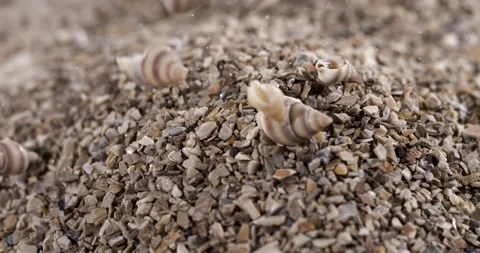 Super Slow Motion Cascading Striped Shells Group Movement Macro Stock Footage 334708252