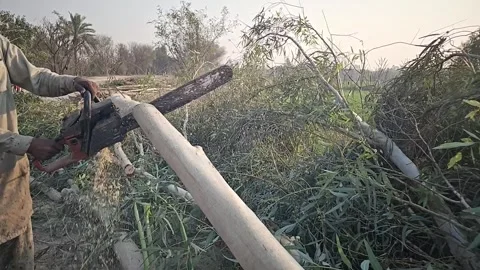 Super Slow Motion of a Chainsaw Cutting the Wooden Log. 1000 fps video clip Stock Footage 265536027