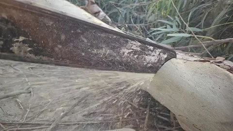 Super Slow Motion of a Chainsaw Cutting the Wooden Log. 1000 fps video clip Stock Footage 265536114