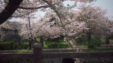 Super slow motion of cherry blossom showers in spring wind Video stock 75251414