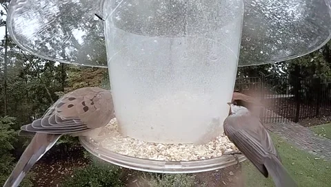 Super Slow Motion Chicadee and Cardinal Get Chased Off of Bird Feeder By Cardina Stock Footage 133097775