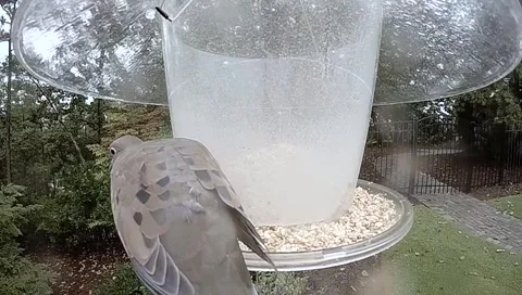 Super Slow Motion of Chicadee Landing on Bird Feeder With Dove Stock Footage 133097787