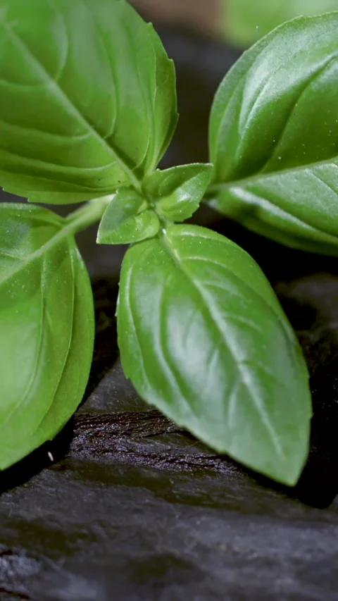 Super Slow Motion Close Examination Of Basil Leaf Capturing Texture And Moisture Stock Footage 334079529