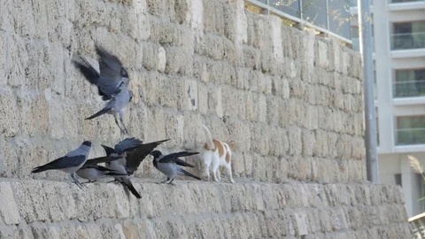 Super slow motion of crows Stock Footage 80649169