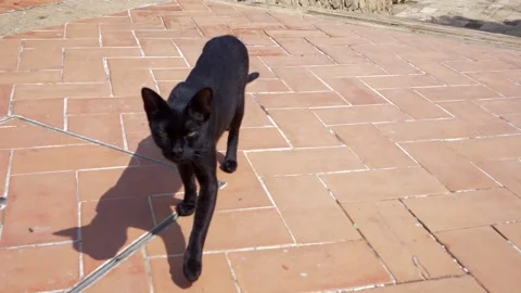 Super slow motion cute black cat approaches intrigued. Video stock 167799635
