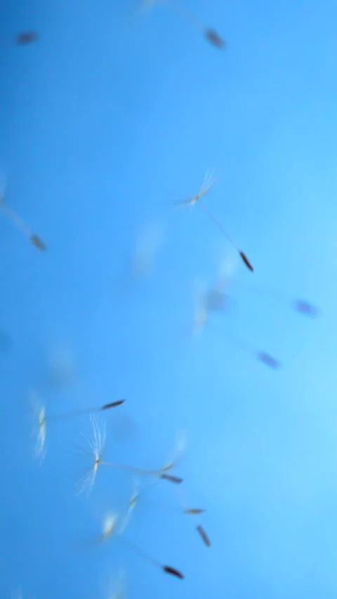 Super Slow Motion Dandelion Seeds Drifting Across Blue Sky  Video stock 333485244