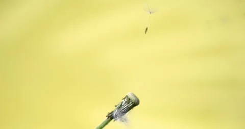 Super Slow Motion Dandelion Seeds Blowing  Stock Footage 335109152