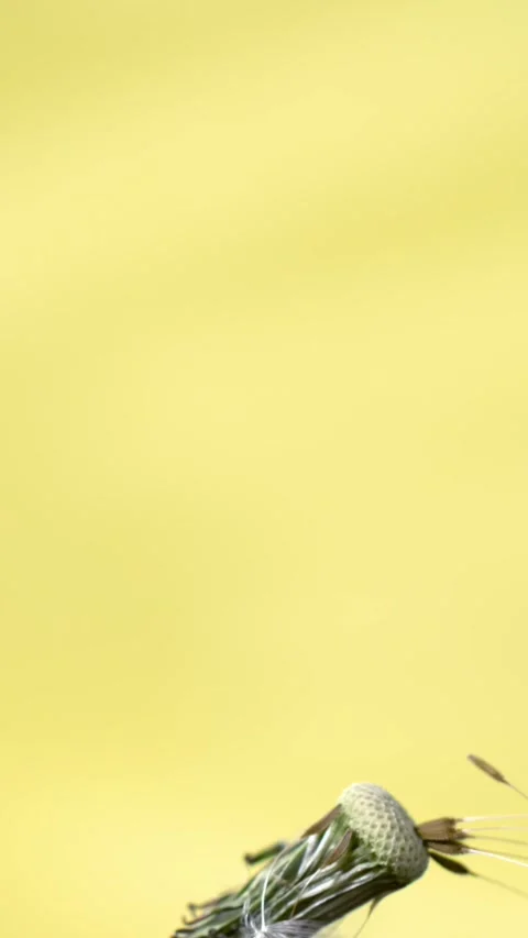 Super Slow Motion Delicate Dandelion Seed Drifting Away Against Vibrant Yellow Video stock 334079125