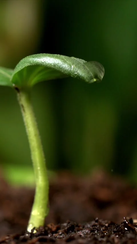 Super Slow Motion Dewdrop Detachment From Leaf  Stock Footage 333426935