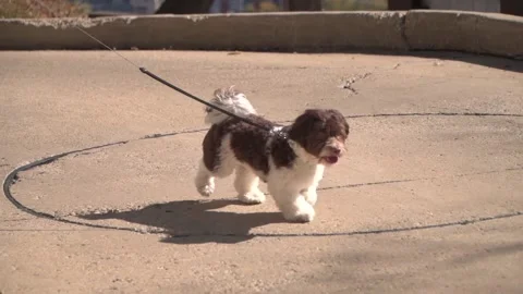 Super Slow Motion of Dog Walking on a Leash 120fps Stock Footage 148499511