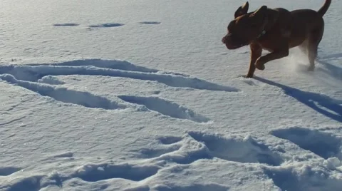 Super slow motion dogue de bordeaux (dog) runs in snow Stock Footage 58865257