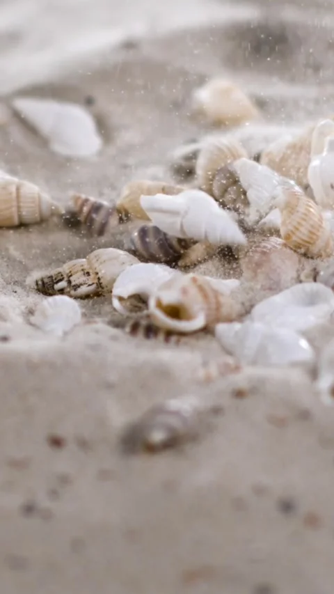 Super Slow Motion Dramatic Animation Showcasing Swirling Shells And Drifting Stock Footage 335109110