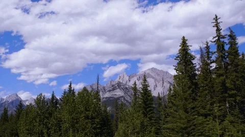 Super Slow motion driving past pine trees in the Banff Canadian rocky mountains Video stock 123172780