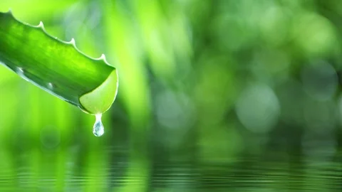 Super slow motion of dropping aloe vera liquid from leaf. Stock Footage 123057879
