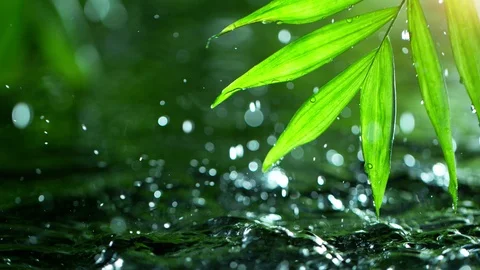 Super slow motion of dropping water with palm leaf, spa and wellness concept. Stock Footage 123053418