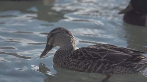 Super Slow Motion - Duck Bobbing Stock Footage 25365028