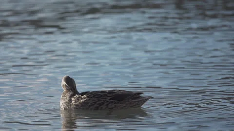 Super Slow Motion Duck Preening Stock Footage 25364990