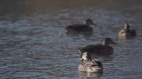 Super Slow Motion - Duck Scratching Stock Footage 25365055
