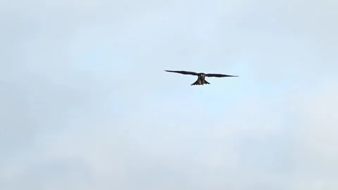 Super Slow Motion Eurasian Hobby Eating Dragonfly In Flight Stock Footage 319856109