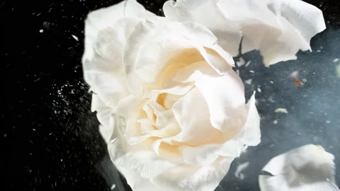 Super slow motion of exploding head of white rose, frozen by liquid nitrogen Stock Footage 160437935