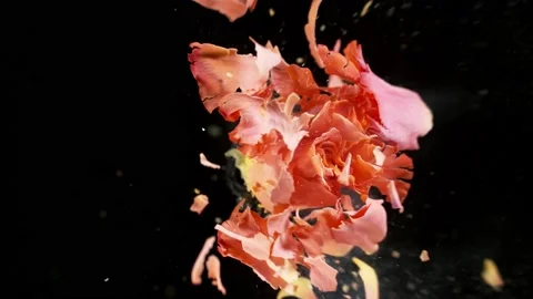 Super slow motion of exploding head of orange rose, frozen by liquid nitrogen Video stock 160438193