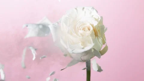 Super slow motion of exploding head of white rose, frozen by liquid nitrogen Stock Footage 160438390