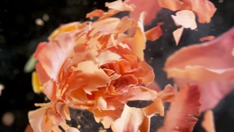 Super slow motion of exploding head of orange rose, frozen by liquid nitrogen Stock Footage 160438396