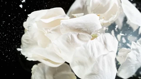 Super slow motion of exploding head of white rose, frozen by liquid nitrogen Stock Footage 160438468