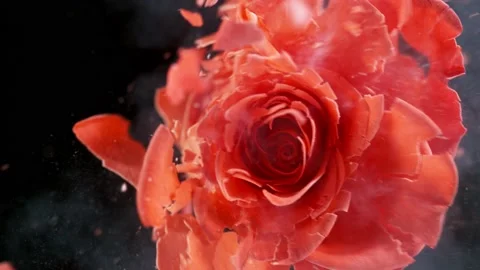 Super slow motion of exploding head of orange rose, frozen by liquid nitrogen Stock Footage 160438482