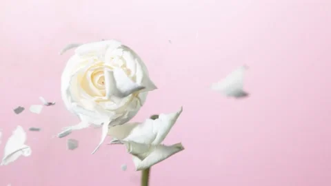 Super slow motion of exploding head of white rose, frozen by liquid nitrogen Stock Footage 160438523