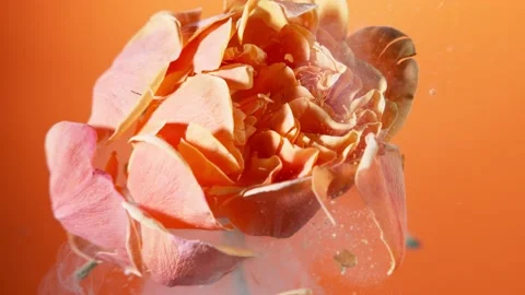 Super slow motion of exploding head of orange rose, frozen by liquid nitrogen Stock Footage 160438596