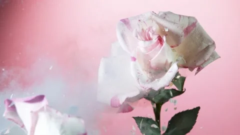 Super slow motion of exploding head of pink rose, frozen by liquid nitrogen Stock Footage 160438675