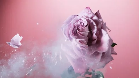 Super slow motion of exploding head of pink rose, frozen by liquid nitrogen Stock Footage 160438683