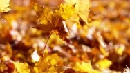 Super Slow Motion Of Falling Autumn Maple Leaves Stock Footage