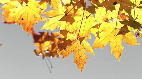 Super slow motion of falling autumn maple leaves on clear beackground Stock Footage 142759245