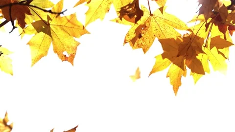 Super slow motion of falling autumn maple leaves on clear beackground Stock Footage 142759404