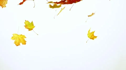 Super slow motion of falling autumn maple leaves on white background Stock Footage 161916307