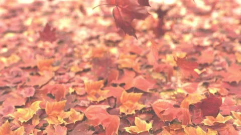 Super slow motion of falling autumn maple leaves. 3D render in slow motion Stock Footage 240229362