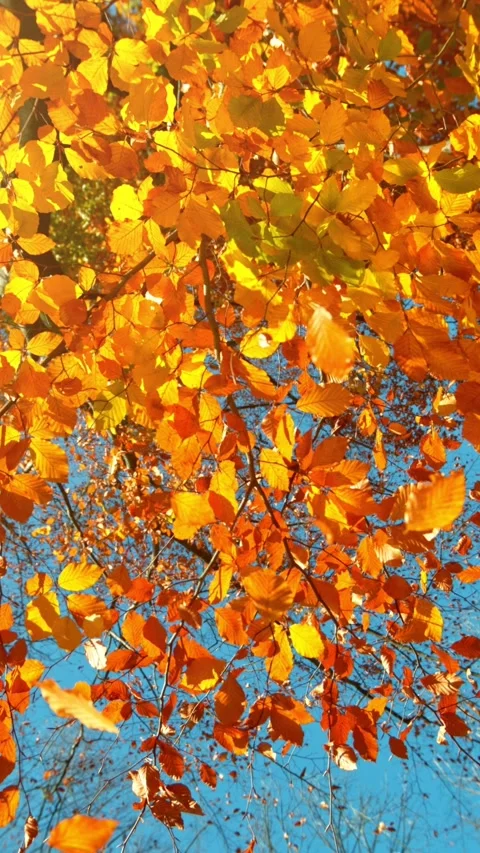Super Slow Motion of Falling Autumn Beech Leaves. Stock Footage 286048397