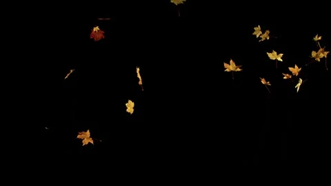 Super Slow Motion Falling Autumn Maple Leaves. Isolated on Black Background. Stock Footage 320056063