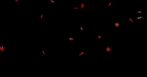 Super Slow Motion Falling Autumn Red Maple Leaves. Stock Footage 320998859