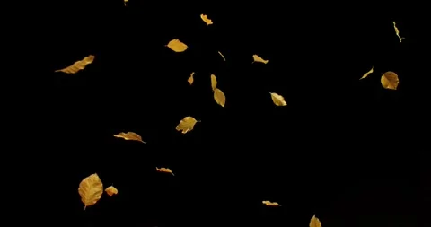 Super Slow Motion Falling Beech Leaves. Isolated on Black Background. Stock Footage 320254555
