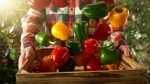 Super Slow Motion of Falling Colored Peppers into Wooden Box. Stock Footage 269430924
