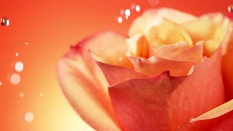 Super slow motion of falling drops of water on orange rose blossom Stock Footage 216495342