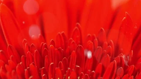 Super slow motion of falling drops of water on red gerbera blossom Stock Footage 216496971