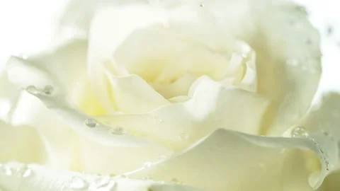 Super slow motion of falling drops of water on white rose blossom Stock Footage 216575800