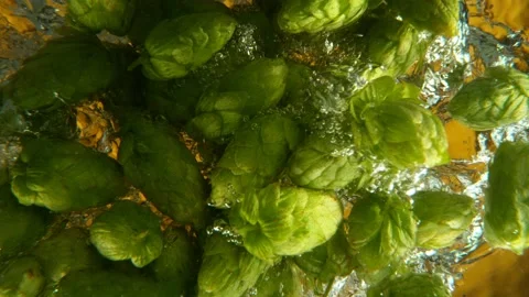 Super slow motion of falling fresh hops cones into water. Stock-Footage 204670778