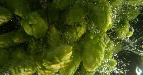 Super slow motion of falling fresh hops cones into water. Stock Footage 216863343